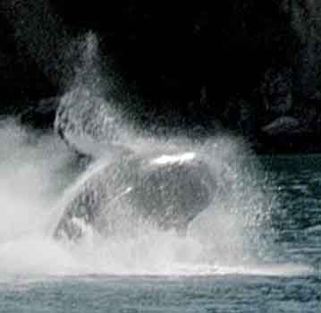 Humpback Breaching in a Kenai fjord, Alaska.
Click to see complete picture