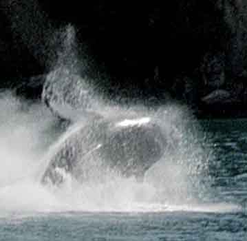 Humpback Breaching in a Kenai fjord, Alaska.
Click to see complete picture