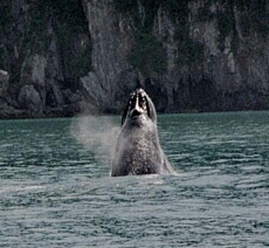 Humpback periscoping